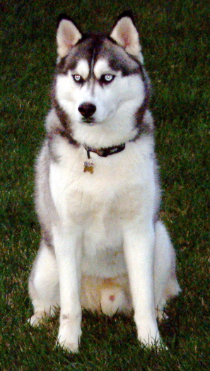 Siberian_husky