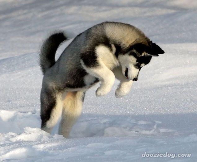 Siberian-Husky-Puppy-5 - Husky Siberian