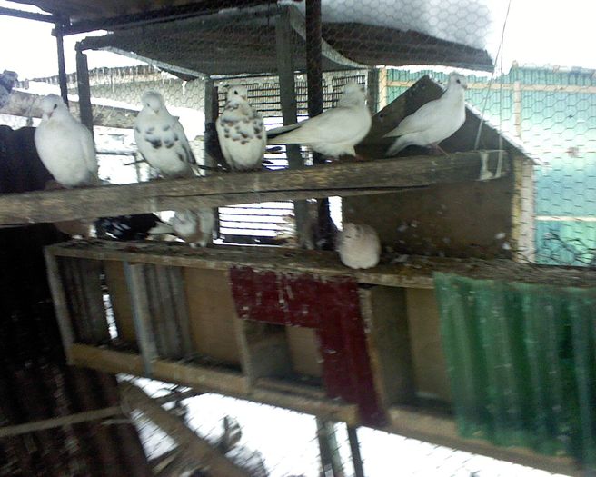 porumbei8