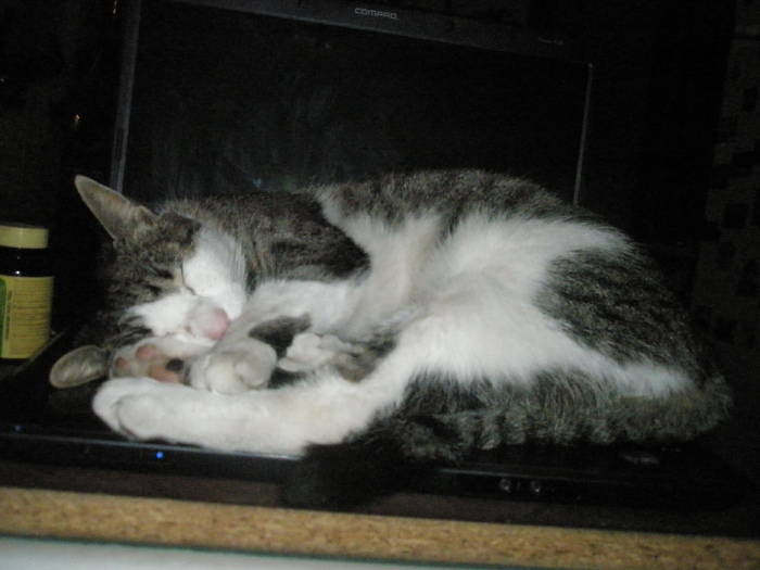 Miti doarme pe laptop - DIVERSE