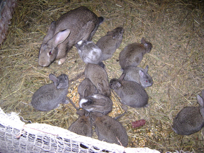 Picture 203 - iepuri comuni pui