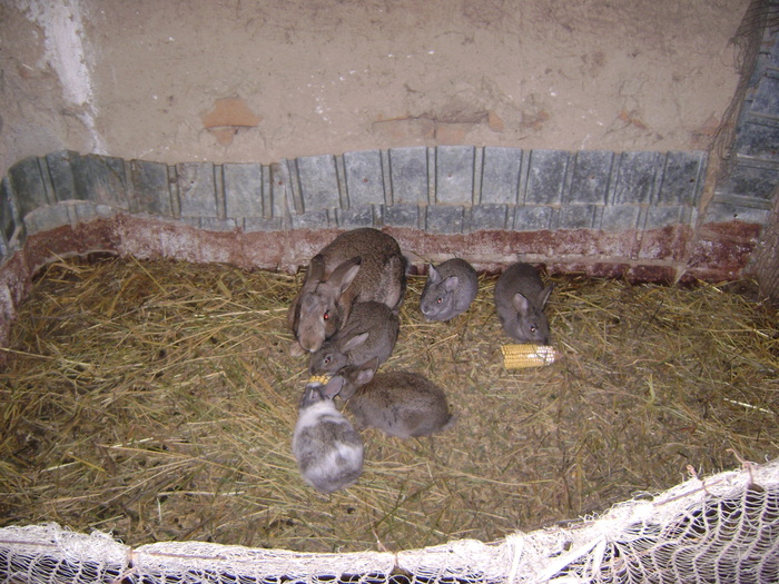 Picture 205 - iepuri comuni pui