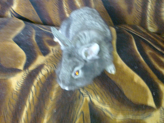 Picture 462; smecherul
