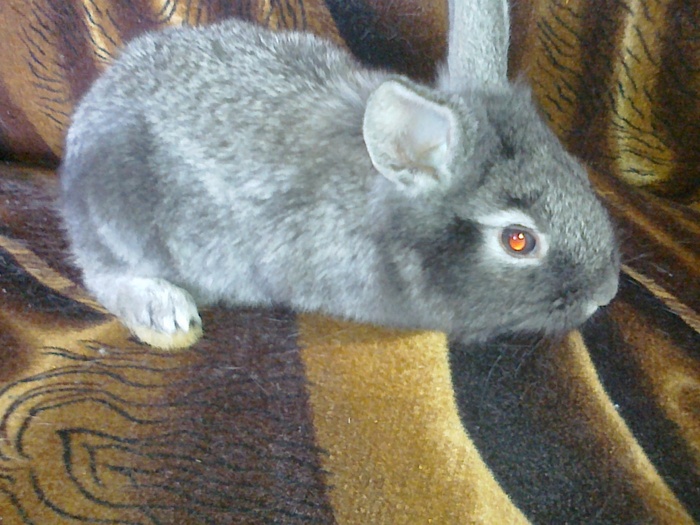 Picture 464; am o luna
