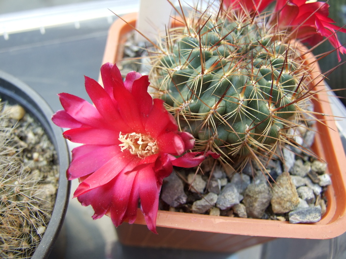 Sulcorebutia verticillantha v. cuprea ??