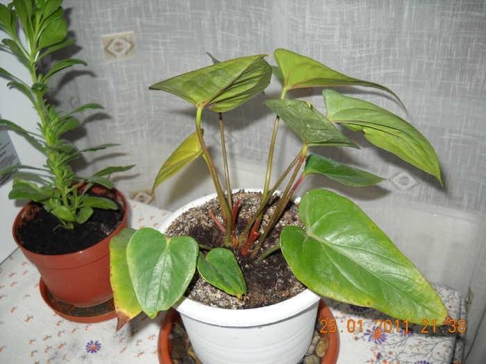 DSCN0115 - anthurium