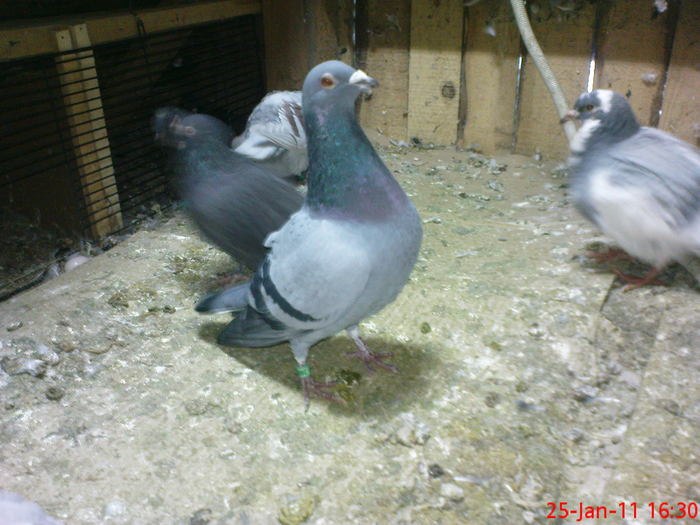 DSC00004 - porumbei2011