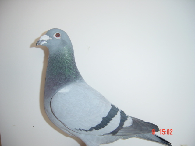 54863-94 - porumbei