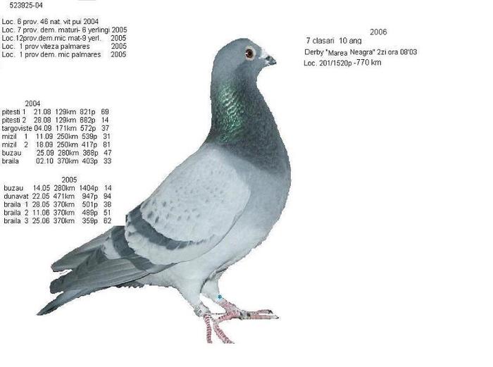 523925-04 - porumbei