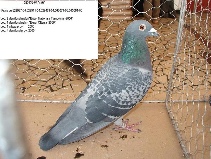 5239360.04 - porumbei