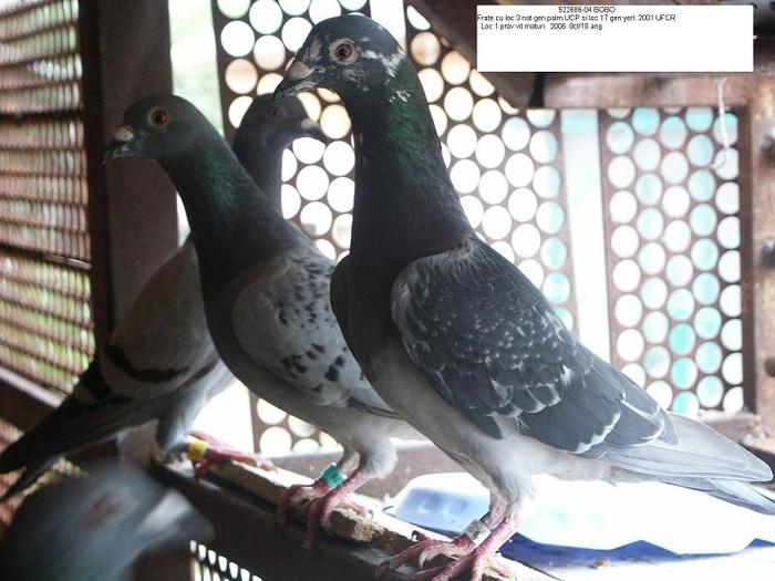 522686-04 (1) - porumbei