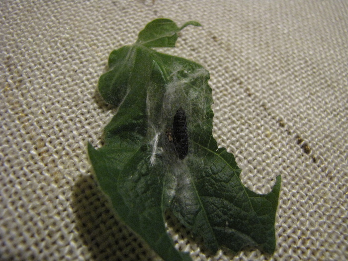 Frunza de Brugmansia 25 ian 2011 (2) - plante cu probleme