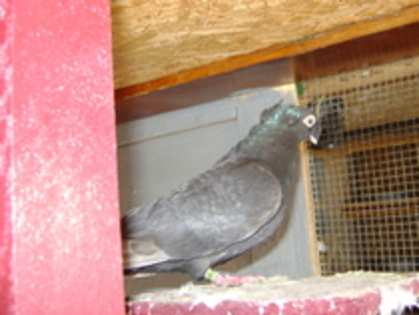 24366958_KMCLPXHQF[1] - vinduti