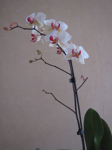 Orhidee phale 15 ian 2011 (1) - orhidee
