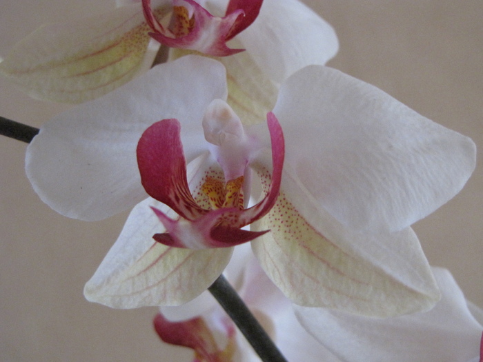 Orhidee phale 15 ian 2011 (3)