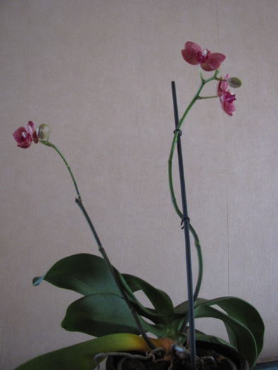 Orhidee phale 15 ian 2011 (4)