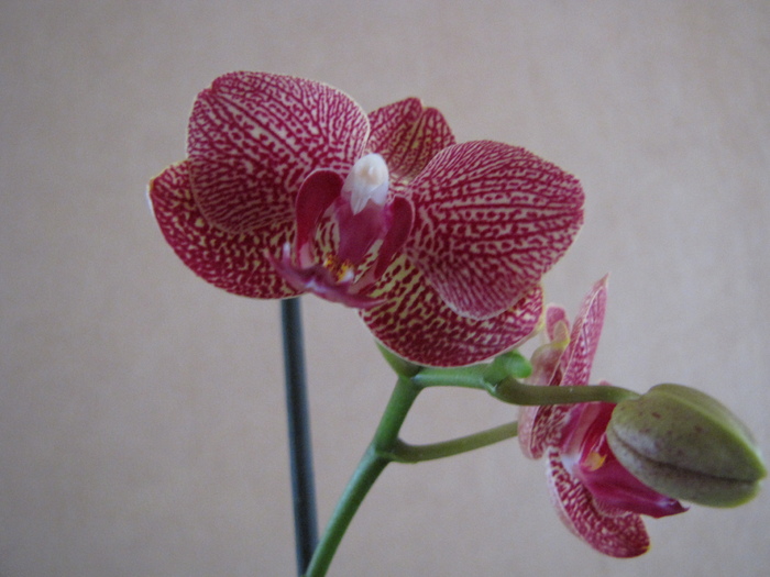 Orhidee phale 15 ian 2011 (5)