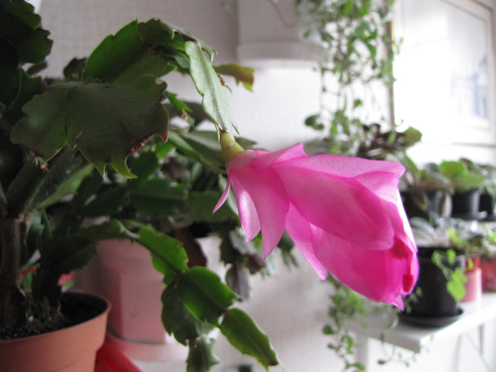 Schlumbergera ticlam 15 ian 2011 - schlumbergera si rhipsi