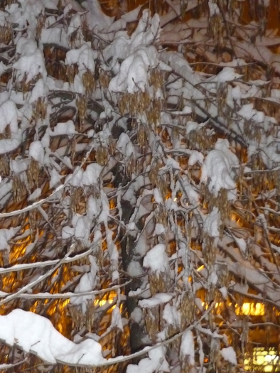 24 ianuarie 2011 - la vreme de iarna