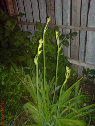 29498293_WATVFBTCC - 1 daylily