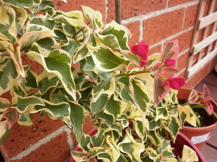 26.01.11 Bougainvillea Raspberry Ice