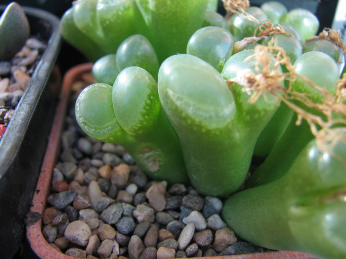 19.01.2011; Colectia Ciprian Suta
