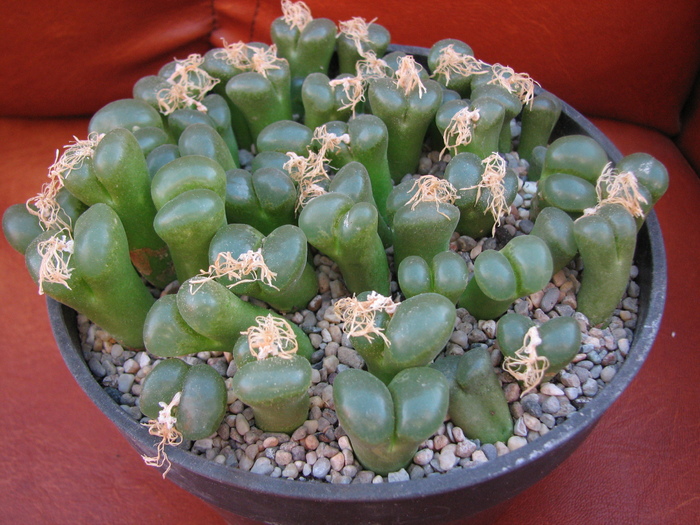 19.01.2011; Colectia Ciprian Suta
