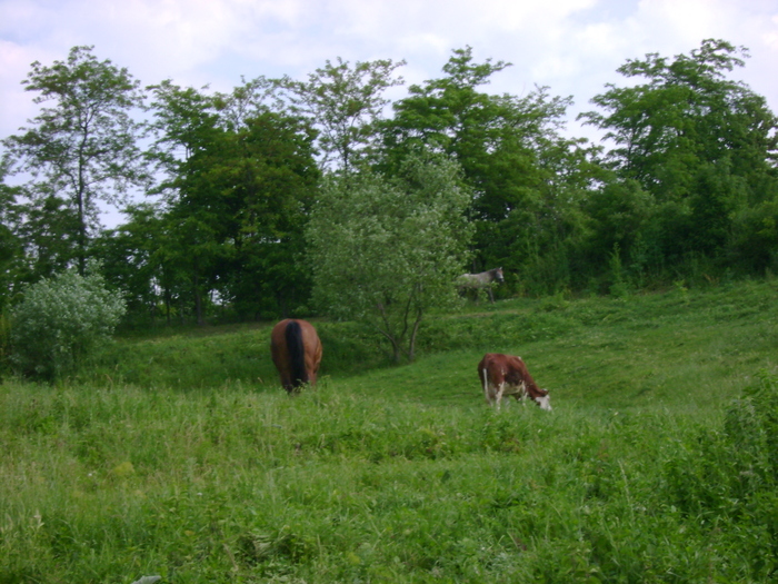 DSC08035 - la pescuit pe hanesti