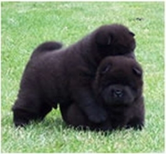 064acfc225cf8469087834d2aa6808d6 - Chow-Chow