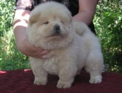 02306a456e186a161af26fec398b06c0 - Chow-Chow