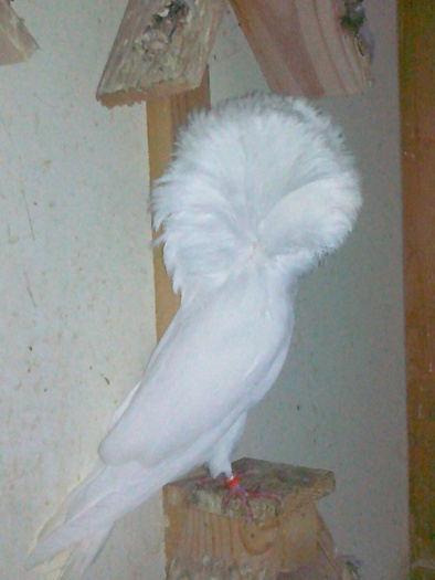  - gulerati2011