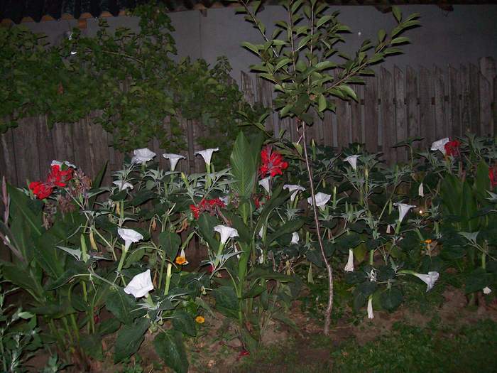 gradina noaptea - Micul meu paradis