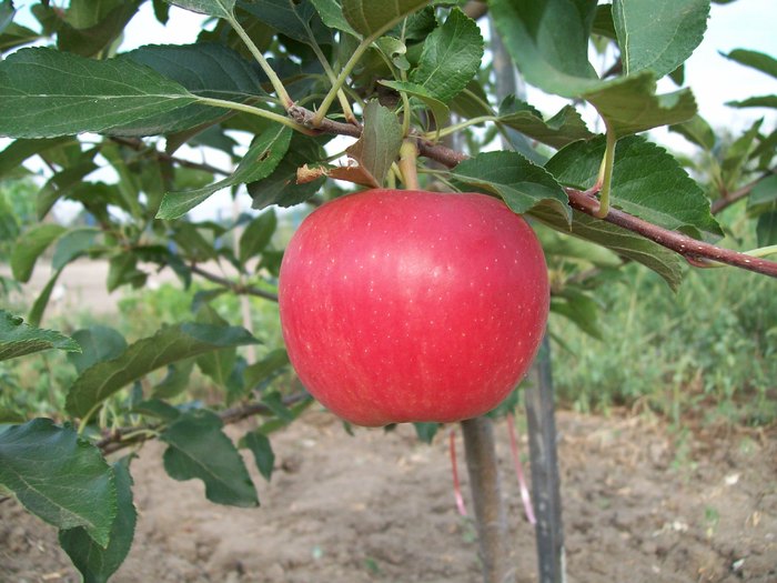 2009 primul fruct