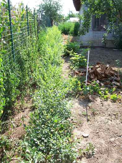 gard viu dupa plantare 2009 - Micul meu paradis