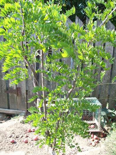 glicina mov - Micul meu paradis