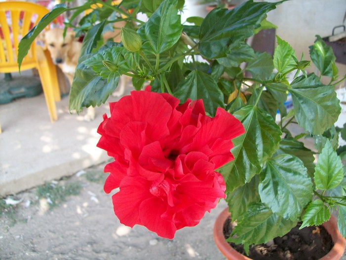 Ion Roata 2009 100 - Micul meu paradis