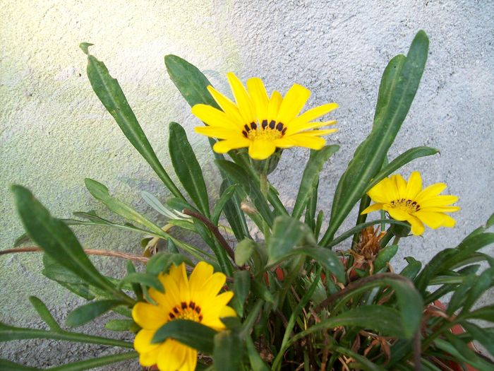 Ion Roata 2009 099 - Micul meu paradis