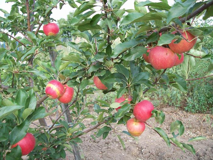 harnicutul 2010 - Micul meu paradis