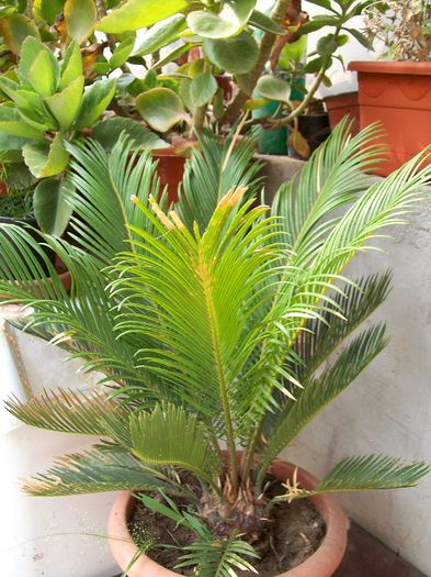 cycas adus din cipru - Micul meu paradis