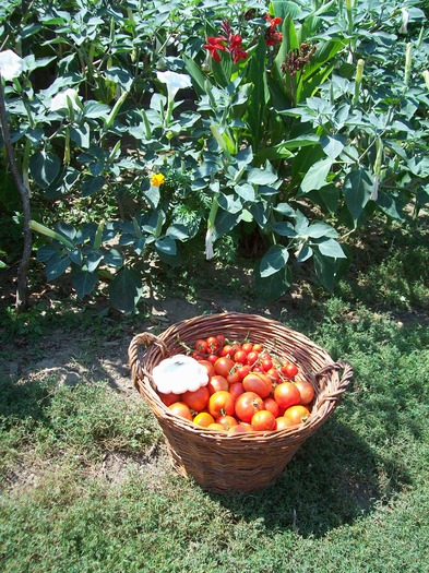 prima recolta de rosii - Micul meu paradis