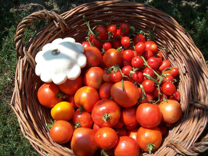 rosii si dovlecel - Micul meu paradis