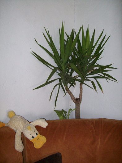 yuca 2009 - Micul meu paradis