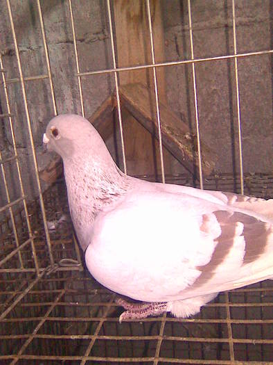 femeie - porumbei voiajori