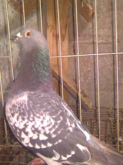 femeie unguroaica de vazare - porumbei voiajori