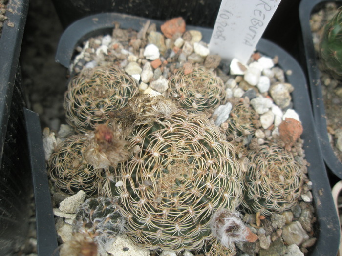 07.2010 - Sulcorebutia