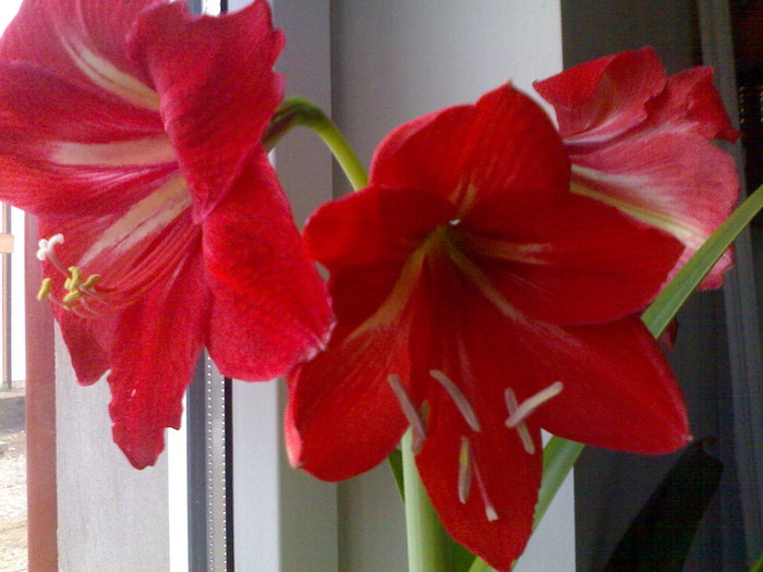 Din nou in floare 2011 - Amarilis
