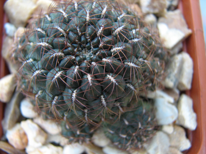 posibil idem 1 - Sulcorebutia 4