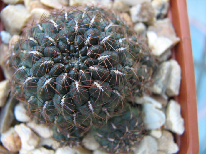 posibil idem 1 - Sulcorebutia 4