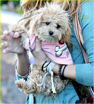 dog - ASHLEY TISDALE