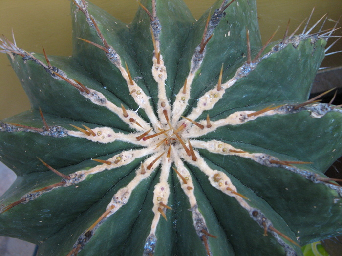 Echinocactus visnaga - Ferocactus